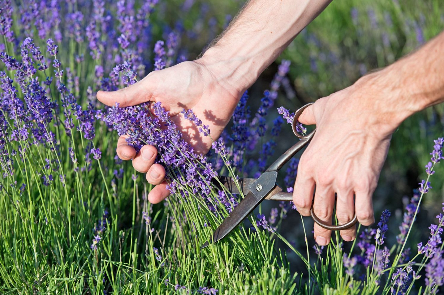 O efeito da lavanda na relaxação e redução da ansiedade
