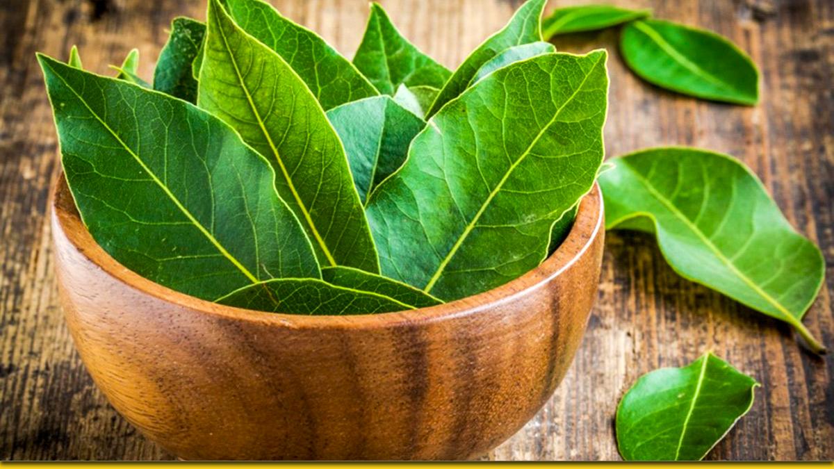 Valor nutricional da folha de louro para a digestão