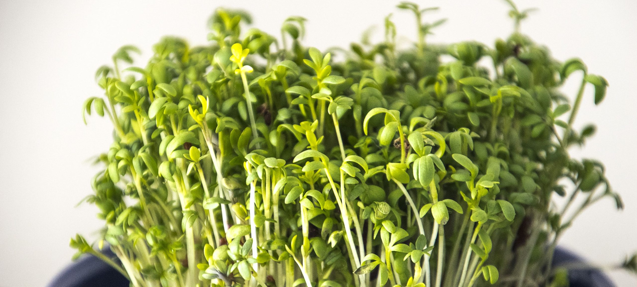 Valor nutricional da mostarda para vitamina K e minerais